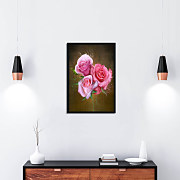 poster pink roses